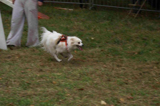 foire-haricots 2011-09-17et18
